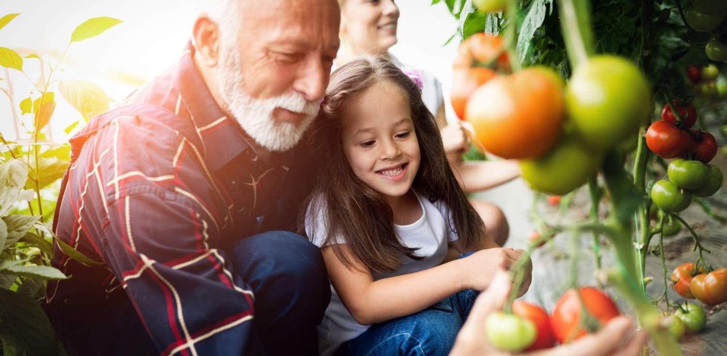 Großvater, der Bio-Gemüse mit Enkelkindern und Familie auf dem Bauernhof anbaut